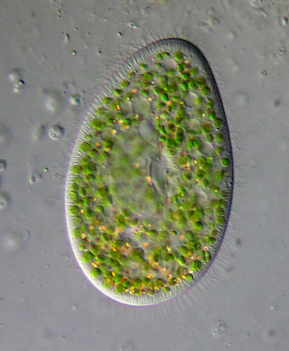 <i>Paramecium bursaria</i> Species of single-celled organism
