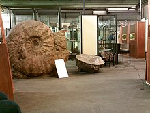 Гигантский аммонит в Вестфальском музее естественной истории (Мюнстер, Германия)