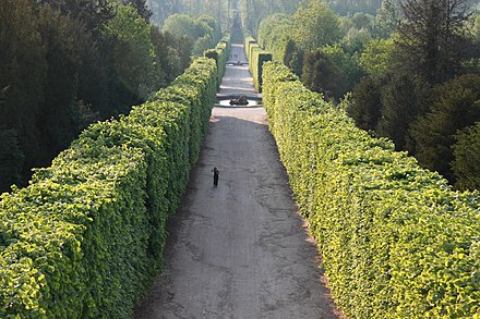 The full French formal style; an alley or  walk in a bosquet in the Gardens of Versailles.