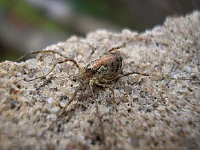 Beskrivelse af billede Paroligolophus agrestis kvinde 20081024.jpg.