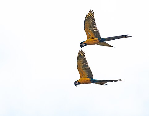 Two blue and yellow macaws flying in the Manu national park. Photograph: Uriel caballero quispitupa