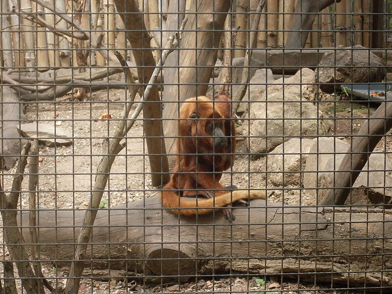 File:Parque Zoológico y Botánico Bararida 2008 014.JPG