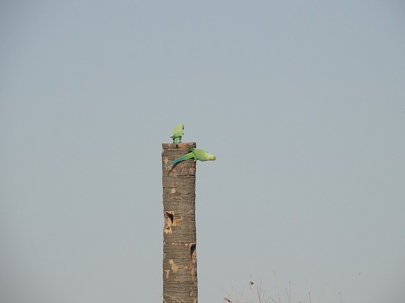 File:Parrot in Vellode Birds sanctuary - panoramio.jpg