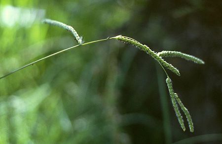 Paspalum_dilatatum