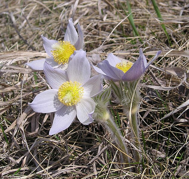 File:Pasque Flower Trio.jpg