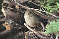 * Nomination A house sparrow, Passer domesticus, perched on some clipped branches of an arborvitae hedge, Thuja occidentalis along Gulf Way in St Pete Beach, Florida. --Grendelkhan 01:15, 18 January 2019 (UTC) * Decline Face not in focus --Uoaei1 05:07, 18 January 2019 (UTC)