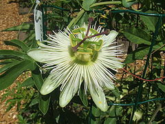 P. caerulea 'Constance Elliott'