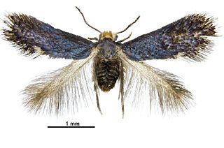 <i>Pectinivalva acmenae</i> Species of moth