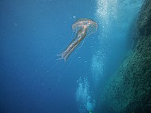 Pelagia noctiluca.jpg