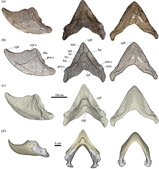 <i>Peltocephalus maturin</i> Extinct species of turtle