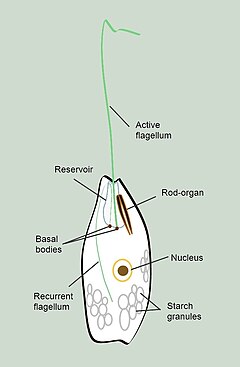 Peranema Peranema diagram 2.jpg