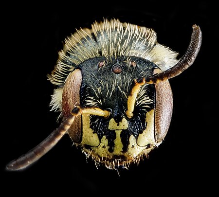 Tập_tin:Perdita_swenki,_F,_face,_New_York,_Queens_County_2013-02-19-15.53.10_ZS_PMax.jpg