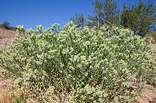 <i>Petalonyx thurberi</i> Species of flowering plant