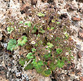 Phacelia rotundifolia 3.jpg
