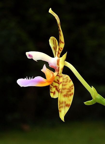 File:Phalaenopsis fasciata Orchi 012.jpg