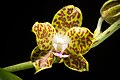 Phalaenopsis hygrochila