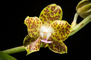 <i>Phalaenopsis hygrochila</i> Species of epiphytic orchid