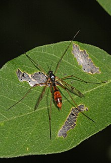 Phantom Crane Fly - Ptychoptera species, Allens Fresh, Maryland.jpg