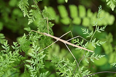 Unidentified Phasmatodea‎