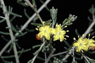 <i>Phebalium lowanense</i> Species of shrub