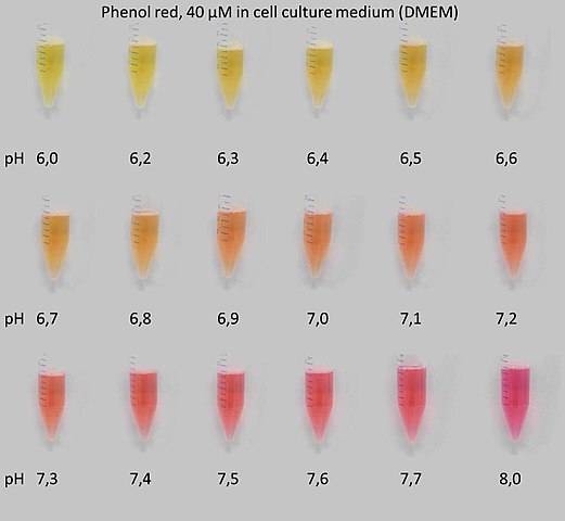 The color of phenol red at different pHs (6.0 (yellow) at 0.1 pH increments to 8.0 (red)