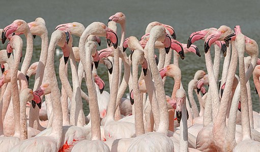 Phoenicopterus roseus