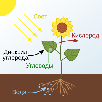 File:Photosynthesis ru.svg