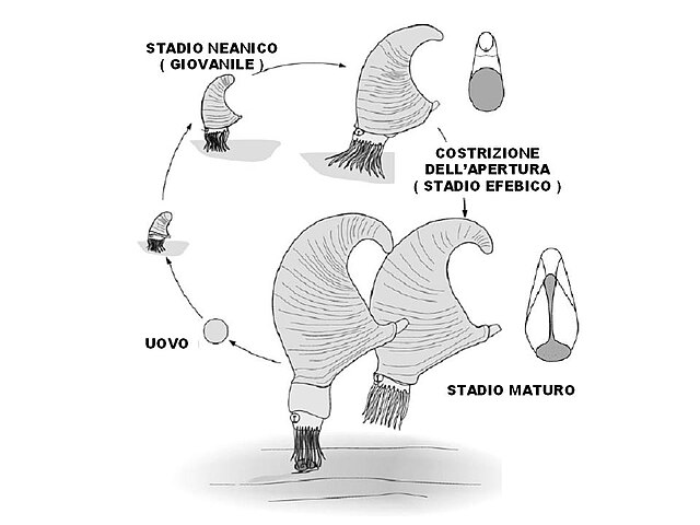 Schema ricostruttivo dell'ontogenesi di nautiloidi appartenenti all'ordine Discosorida (genere Phragmoceras), caratterizzati dalla costrizione dell'apertura della conchiglia durante lo stadio efebico. Le forme giovanili, con apertura non costretta avevano una conchiglia orto- o cirtoconica, brevicona ed erano probabilmente necto-bentonici. Le forme adulte sono caratterizzate da una conchiglia giroconica endogastrica con apertura costretta e seno iponomico molto differenziato e orientato posteriormente, ed erano probabilmente forme più mobili, nectoniche. Da Manda (2008), modificato.