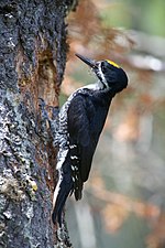 Thumbnail for Black-backed woodpecker