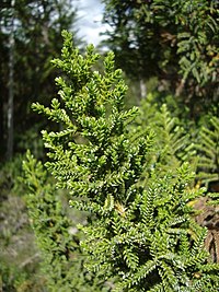 Pilgerodendron uviferum was exploited in the 19th and 20th centuries for its highly valued wood.