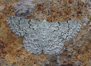 <i>Pingasa pallidata</i> Species of moth