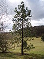 Jeffreys Kiefer (Pinus jeffreyi)