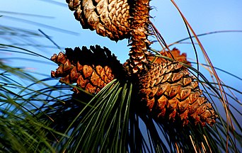 Foliage and mature cones. Penticton, British Columbia, Canada