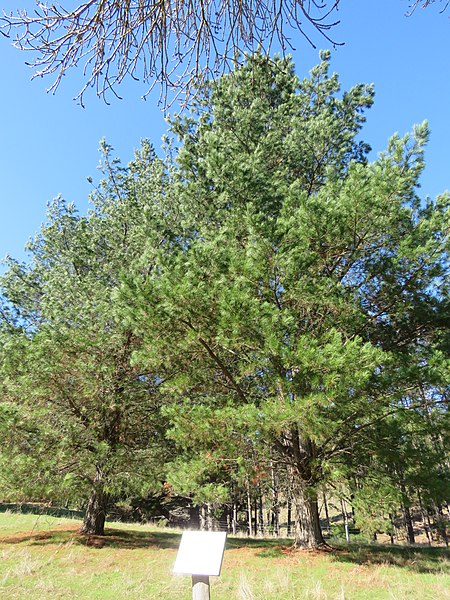 File:Pinus radiata in Golden Valley Tree Park, May 2022 01.jpg