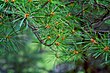 Pinus strobus foliage Adirondacks.jpg