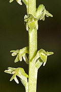 Platanthera unalascensis