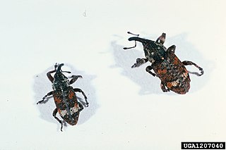 <i>Pissodes strobi</i> Species of beetle