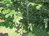 Pistacia vera (Pistachio) tree in RDA, Bogra