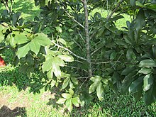 Pistacia vera (Pistachio) tree in RDA, Bogra 04.jpg