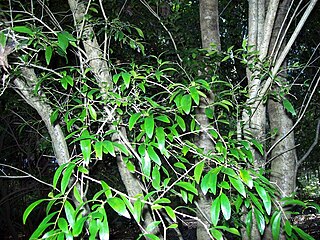 <i>Pittosporum lancifolium</i> Species of shrub