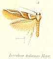 Pl.1-03-Isorrhoa triloxias Meyrick, 1907.jpg