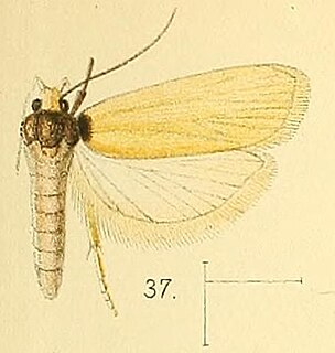 <i>Odites carterella</i> Species of moth