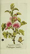 Lavatera triloba