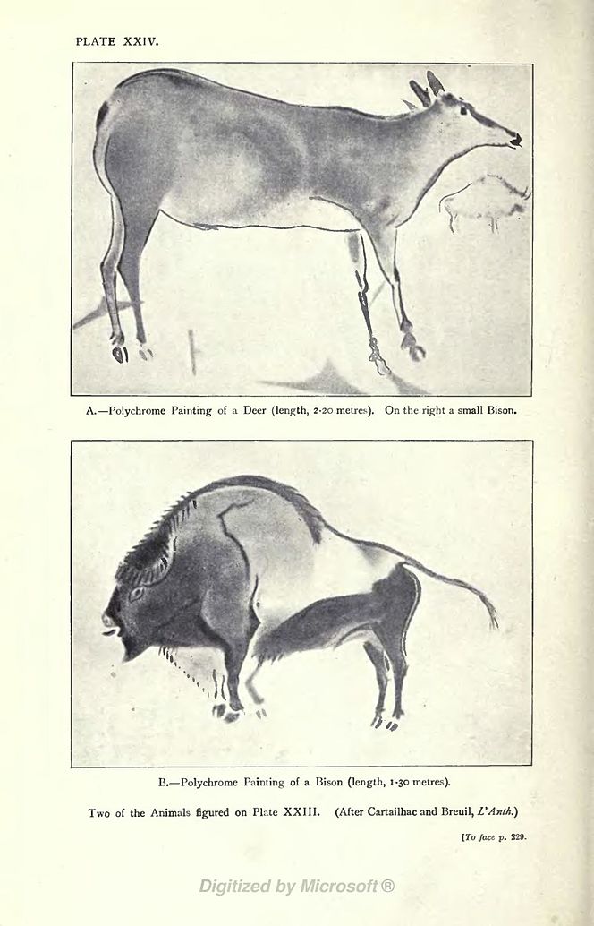 A.—Polychrome Painting of a Deer (length, 2.20 metres). On the right a small Bison. B.—Polychrome Painting of a Bison (length, 1.30 metres). Two of the Animals figured on Plate XXIII. (After Cartailhac and Breuil, L'Anth.) [To face p. 229.