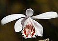 Pleione humilis flower