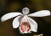 Pleione humilis Type species