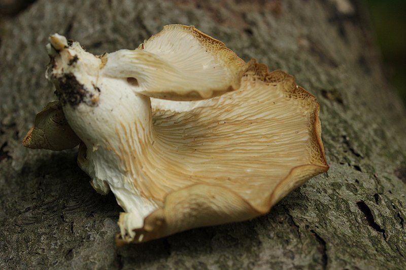 File:Pleurotus sp. (43369127904).jpg