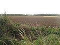 Ploughed field, Laverocklaw - geograph.org.uk - 1463945.jpg