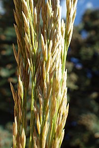 Poa arida (7516786490) (cropped).jpg