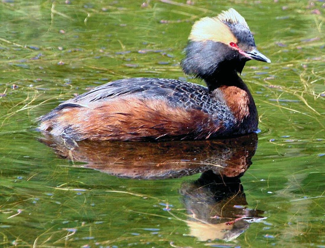 Podiceps auritus